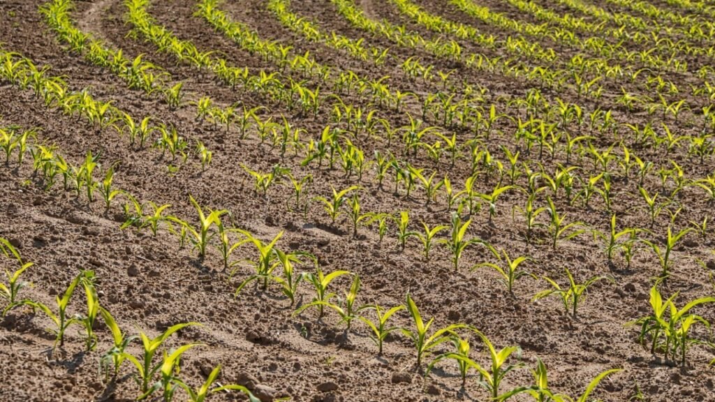 Télécharger modèle bail terre agricole en PDF
