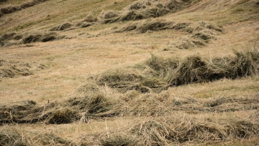 Télécharger modèle bail rural simplifié en PDF